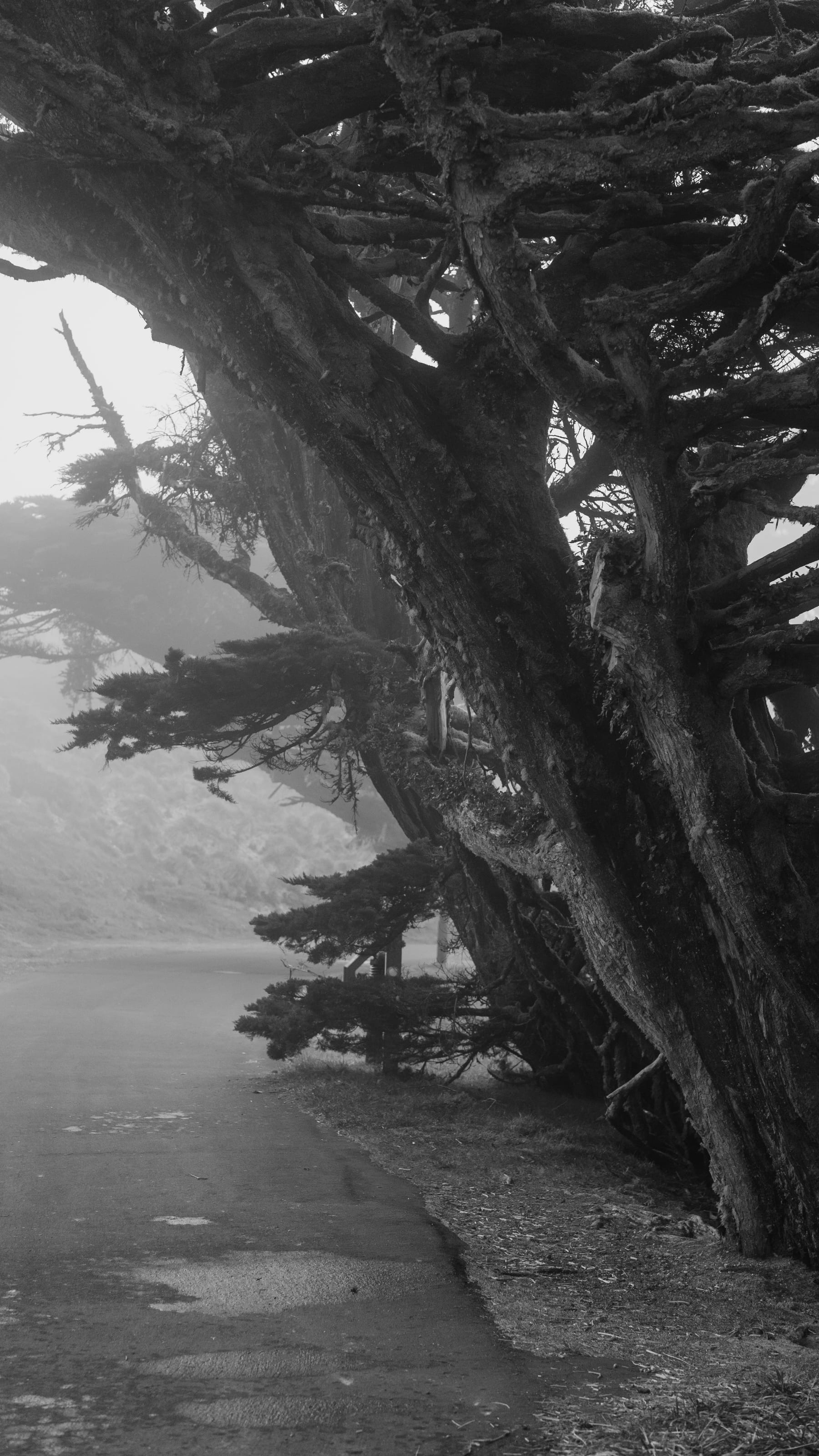 A gnarled cypress tree leaning over a misty coastal path, in black and white.