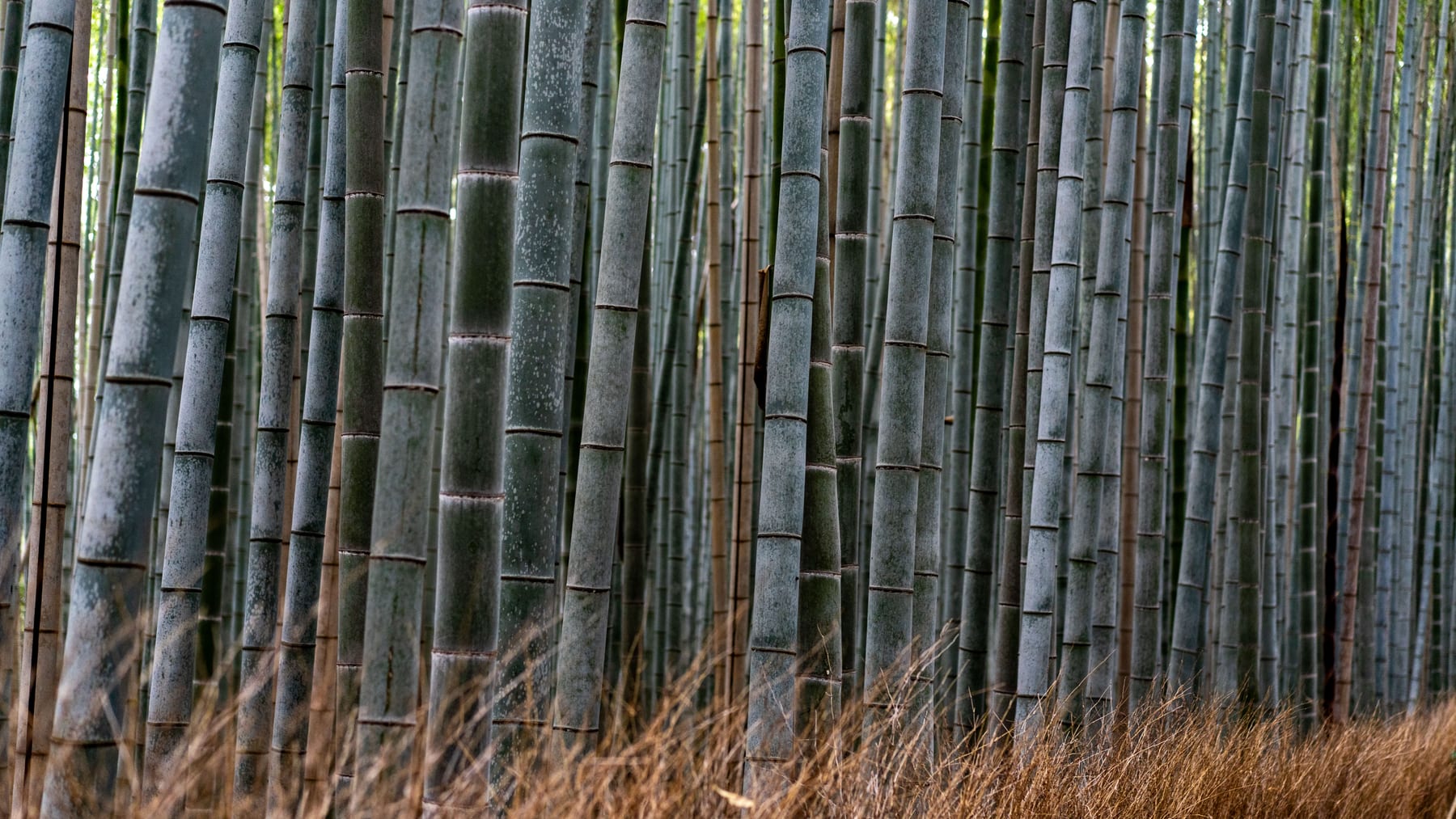Dense bamboo stalks filling the frame at a Kyoto bamboo forest, with dry grass at the base.