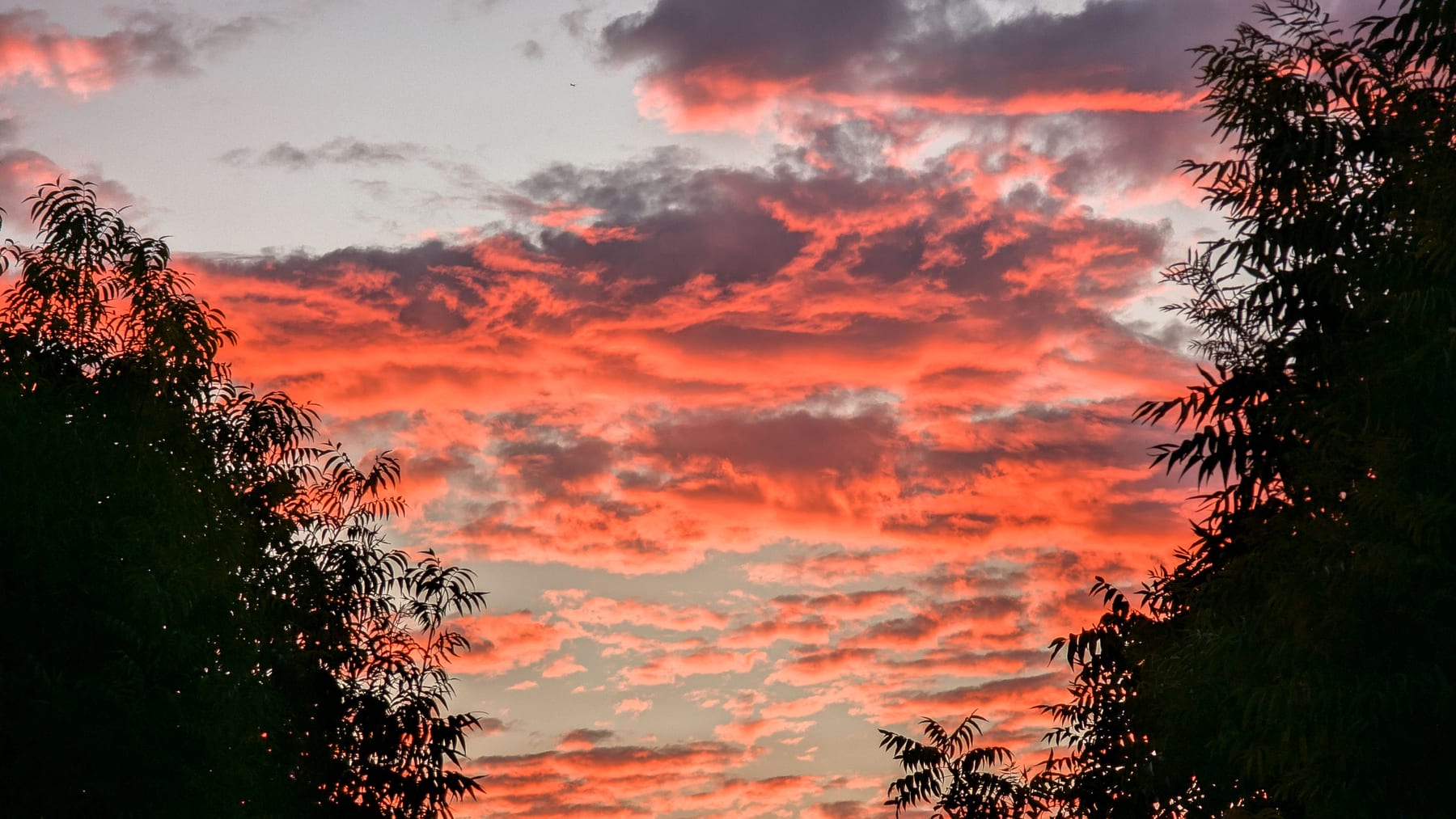 A coral sunset with speckled clouds, framed by silhouetted trees on either side.